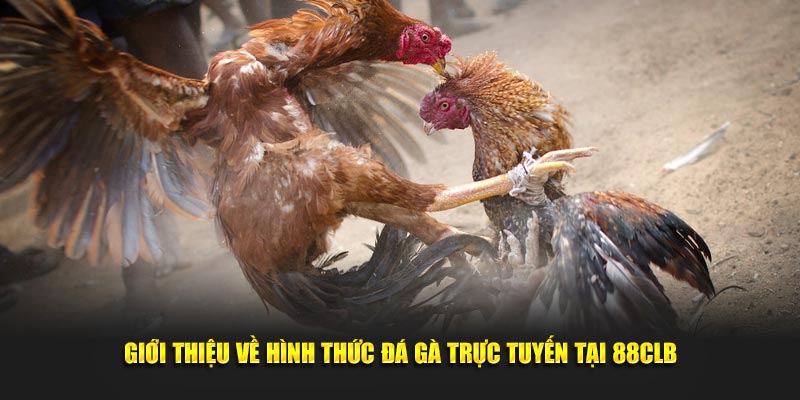 Giới thiệu về hình thức đá gà trực tuyến tại 88CLB