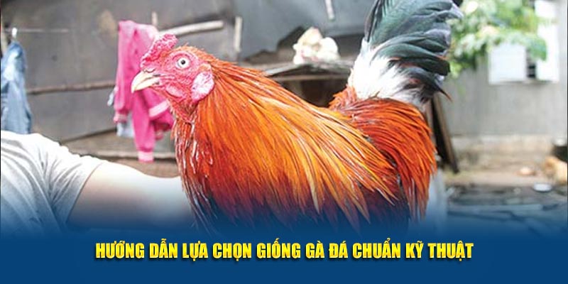 Hướng dẫn lựa chọn giống gà đá chuẩn kỹ thuật