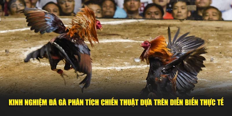 Kinh nghiệm đá gà phân tích chiến thuật dựa trên diễn biến thực tế