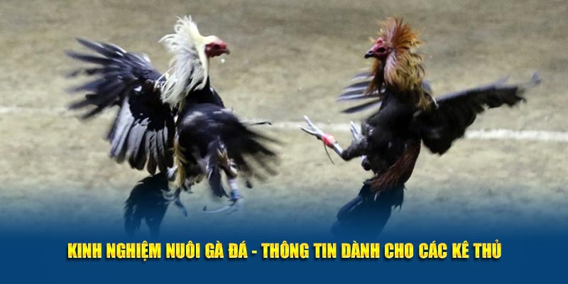 Kinh nghiệm nuôi gà đá tại nhà cái 88CLB